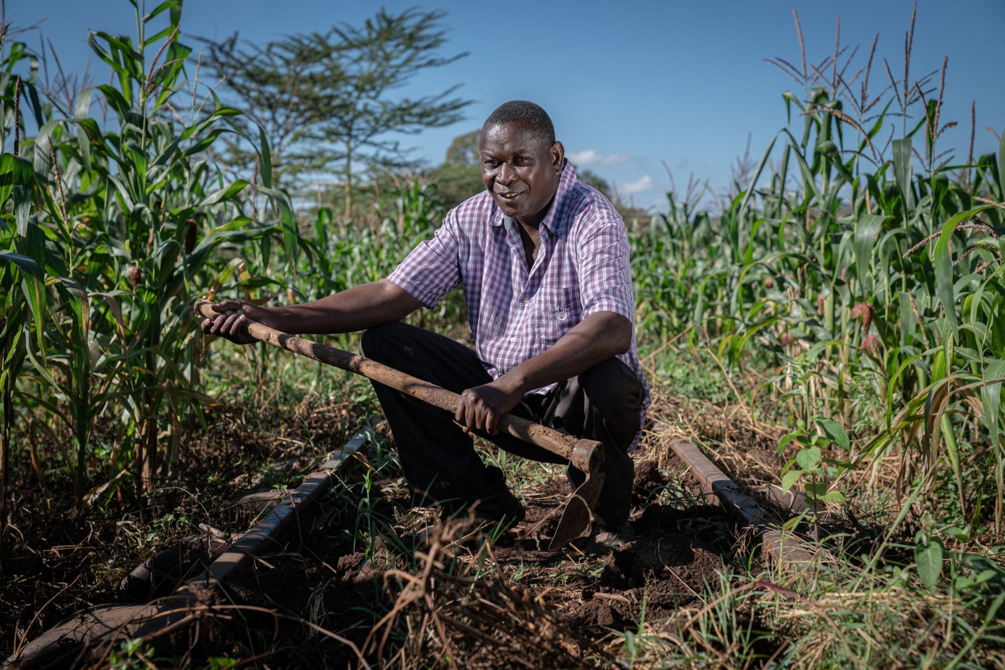 A farmer holding a hoe in a maize field
